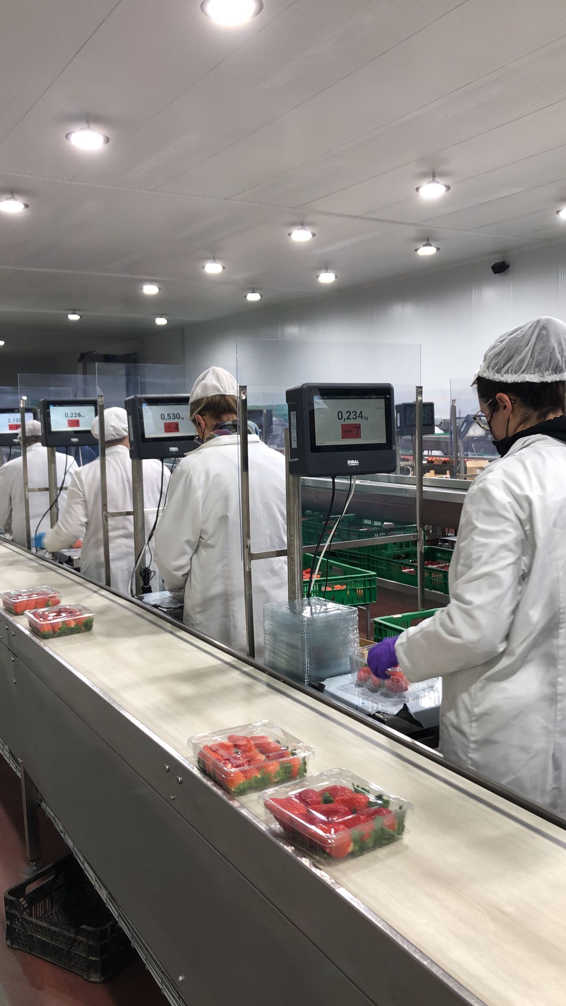 DIBAL Software for productivity control for food industry